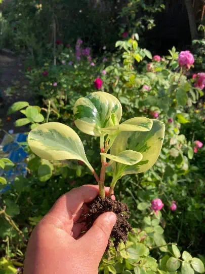 Marble Peperomia Obtusifolia Rubber Plant | Bare Root 3 Marble Peperomia Obtusifolia Rubber Plant | Bare Root