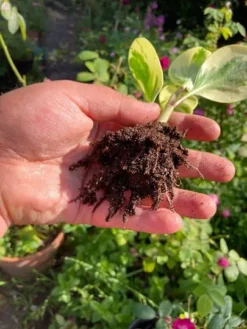 Marble Peperomia Obtusifolia Rubber Plant | Bare Root 8 Marble Peperomia Obtusifolia Rubber Plant | Bare Root -Green Aura marble1