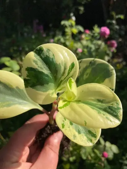 Marble Peperomia Obtusifolia Rubber Plant | Bare Root 4 Marble Peperomia Obtusifolia Rubber Plant | Bare Root - Image 2