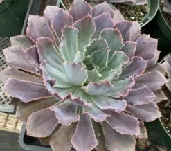 Mature Succulent Plant Echeveria Neon Breaker. -Green Aura mat breaker 1