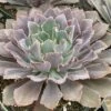 Mature Succulent Plant Echeveria Neon Breaker.