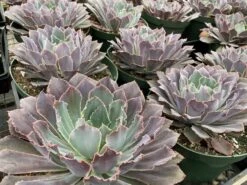 Mature Succulent Plant Echeveria Neon Breaker. -Green Aura mat breaker 2