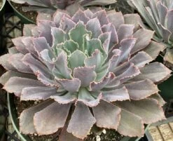 Mature Succulent Plant Echeveria Neon Breaker.