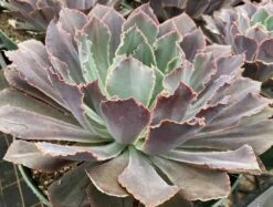 Mature Succulent Plant Echeveria Neon Breaker. -Green Aura mat breaker 3