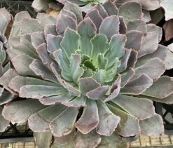 Mature Succulent Plant Echeveria Neon Breaker. -Green Aura mat breaker 4