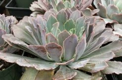 Mature Succulent Plant Echeveria Neon Breaker. -Green Aura mat breaker 5
