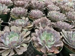 Mature Succulent Plant Echeveria Neon Breaker. -Green Aura mat breaker 6