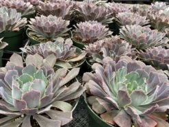 Mature Succulent Plant Echeveria Neon Breaker. -Green Aura mat breaker 7