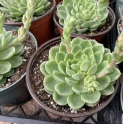 Large Succulent Plants -Green Aura mat lc 1