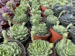 Large Succulent Plants -Green Aura mat lc 2