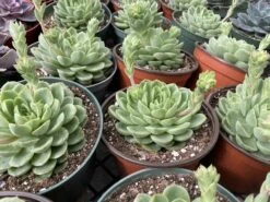 Large Succulent Plants -Green Aura mat lc 3