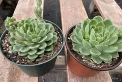 Large Succulent Plants -Green Aura mat lc 4