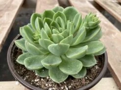 Large Succulent Plants -Green Aura mat lc 5