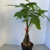 Large Bonsai 'Money Tree' Plant -Green Aura money tree 10