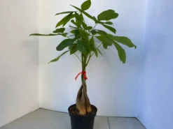 Large Bonsai 'Money Tree' Plant -Green Aura money tree 3