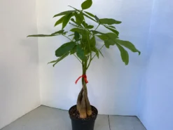 Large Bonsai 'Money Tree' Plant -Green Aura money tree 4