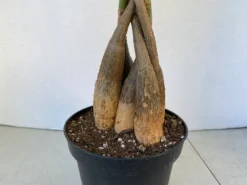 Large Bonsai 'Money Tree' Plant -Green Aura money tree 5