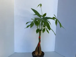 Large Bonsai 'Money Tree' Plant -Green Aura money tree 7