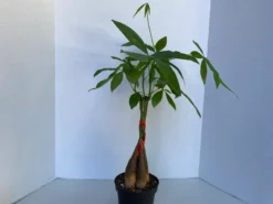Large Bonsai 'Money Tree' Plant -Green Aura money tree 8