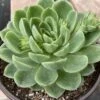 Large Succulent Plants -Green Aura mt lc 6