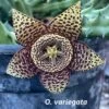 Succulent Carrion Flower Huernia, Stapelia And Orbea 1 Succulent Carrion Flower Huernia, Stapelia And Orbea -Green Aura o variegata 1 1