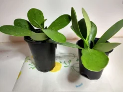 Clusiaceae Rosea Clusia Pitch Apple Plant Ships Free. -Green Aura oiuy