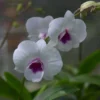 Dendrobium Morning Glory Comes In 3" Pot -Green Aura orchid dendrobium 10362 Th88 morning glory sweet 111