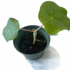 Buddha Belly Bush - Jatropha Podagrica - Starter Plant In 6 Inch Pot