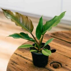 Philodendron Chocolate Empress 4"