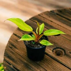 Philodendron Orange Marmalade