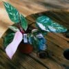 Philodendron Pink Princess Marble 4" -Green Aura philo ppm 1