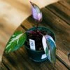 Philodendron Red Anderson 4" -Green Aura philo red anderson 1 full