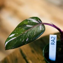 Philodendron Red Anderson 4" -Green Aura philo red anderson 2