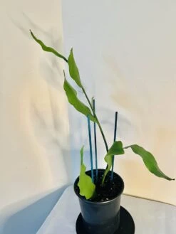 Queen Of The Night - Night Blooming Cereus -Green Aura pic 2