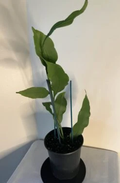 Queen Of The Night - Night Blooming Cereus -Green Aura pic 4