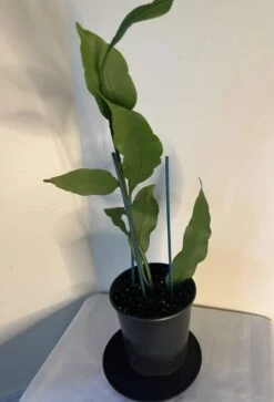 Queen Of The Night - Night Blooming Cereus -Green Aura pic 5 2