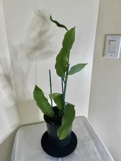 Queen Of The Night - Night Blooming Cereus -Green Aura pic 9