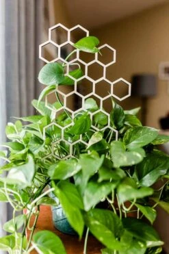 Large Honeycomb Trellis -Green Aura plants14of18