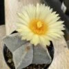 Medium Bishop's Cap Or Astrophytum Myriostigma -Green Aura pope flower 1