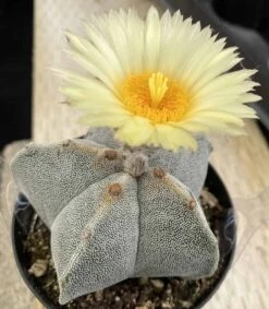 Medium Bishop's Cap Or Astrophytum Myriostigma -Green Aura pope flower