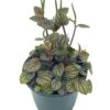 Peperomia Piccolo Banda, Albovittata,4 Inch Pot, Rare Mixed Frost Peperomia -Green Aura pp