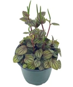 Peperomia Piccolo Banda, Albovittata,4 Inch Pot, Rare Mixed Frost Peperomia