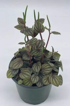 Peperomia Piccolo Banda, Albovittata,4 Inch Pot, Rare Mixed Frost Peperomia -Green Aura pp1