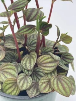 Peperomia Piccolo Banda, Albovittata,4 Inch Pot, Rare Mixed Frost Peperomia -Green Aura pp2