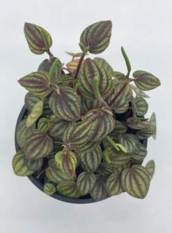 Peperomia Piccolo Banda, Albovittata,4 Inch Pot, Rare Mixed Frost Peperomia -Green Aura pp3