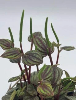 Peperomia Piccolo Banda, Albovittata,4 Inch Pot, Rare Mixed Frost Peperomia -Green Aura pp4