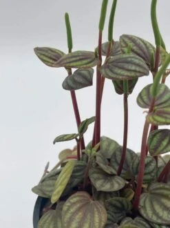 Peperomia Piccolo Banda, Albovittata,4 Inch Pot, Rare Mixed Frost Peperomia -Green Aura pp5