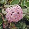 Variegated Hindu Rope Hoya In A 4 Inch Pot -Green Aura r1723 2 large