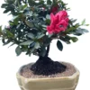 Red Flowering Azalea Bonsai Tree In 8inch Pot -Green Aura red flowering azalea bonsai tree in 8inch pot bonsaiworldllc 1
