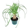 Ponytail Palm Beaucarnea Recurvata Live Potted Plant -Green Aura s l1600